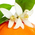 شکوفه نارنگی Tangerine Blossom